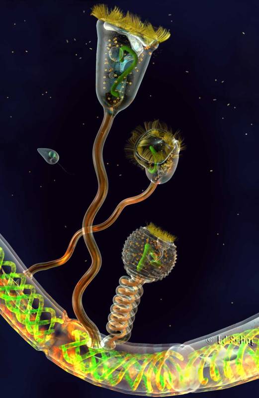 Aliens Earthly Aliens, microscopic fresh water Vortecellans